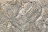 Ordovician Trilobite Mortality Plate (Pos/Neg) - Morocco #218661-5